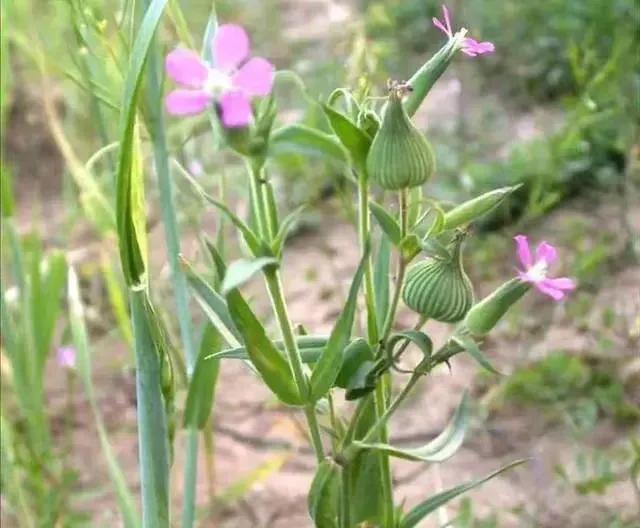 面條圖片大全，野生面條菜圖片？