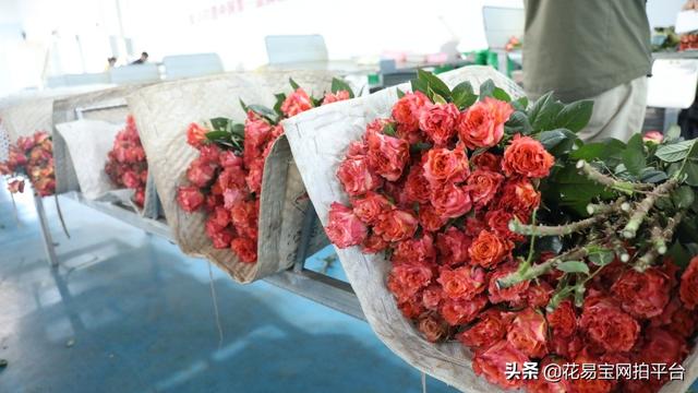 溫州批發(fā)鮮花去哪里進貨，批發(fā)鮮花去哪里進貨固鎮(zhèn)