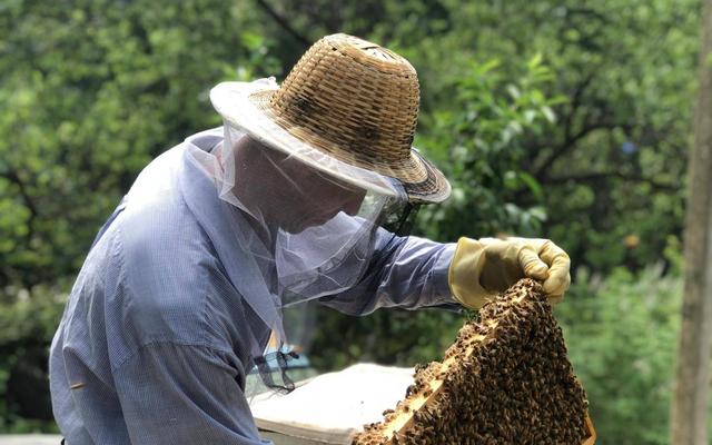 蜂箱批發(fā)30元兩頭開蜂箱多少錢，買蜂箱價格買蜂箱批發(fā)？