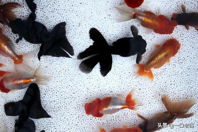 新手開水族店怎么進貨視頻，新手開水族店怎么進貨視頻教程？