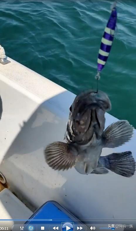 德州釣魚組魚餌怎么樣，德州釣魚組魚餌多少錢？