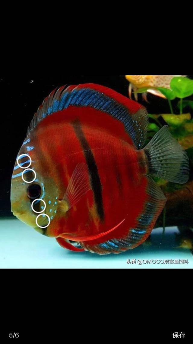 淘寶拼多多熱銷(xiāo)魚(yú)神仙貨源拿貨可靠嗎安全嗎，淘寶拼多多熱銷(xiāo)魚(yú)神仙貨源拿貨可靠嗎是真的嗎？