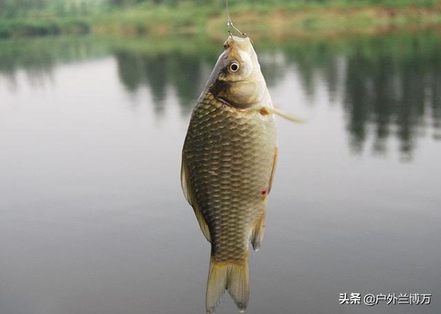 拼多多買魚餌料可靠嗎，拼多多上魚餌是不是正品？