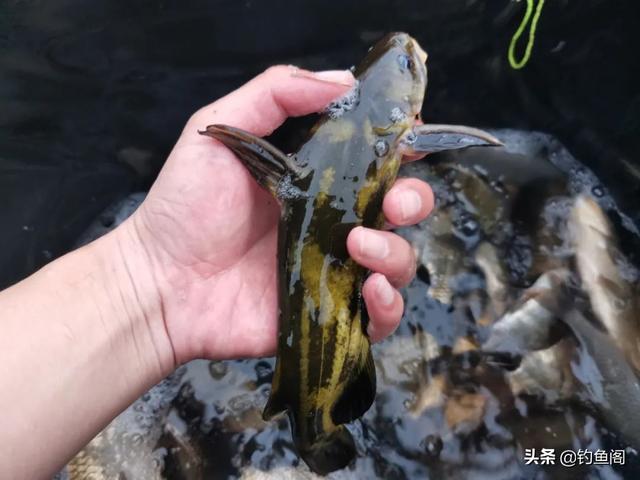 一包顆粒、兩盒蚯蚓，野釣黃辣丁也能爆護(hù)，但方法務(wù)必選對(duì)