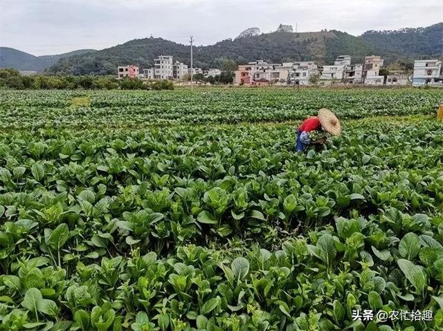 淘寶拼多多熱銷脫水菜芯貨源拿貨是真的嗎，淘寶拼多多熱銷脫水菜芯貨源拿貨是真的嗎還是假的？