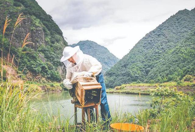 蜂蜜批發(fā)一手貨源，蜂蜜批發(fā)代理？